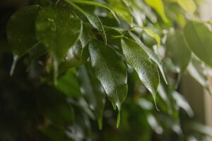  Ficus in Hydrokultur: Ein umfassender...