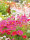 Mairol Blumendünger Blütenwunder Liquid 1000ml