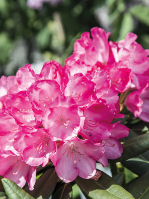 Rhododendrondünger Rhododendronwohl 500ml