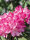 Mairol Rhododendrondünger Rhododendronwohl 500ml
