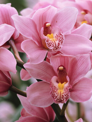 Mairol Orchideendünger Orchideentraum Liquid 1000ml