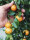 Mairol Citrusdünger Citrusenergie Liquid 500ml